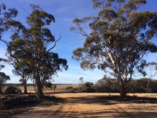 A red dirt side track through trees near Great Eastern Highway on Day 8