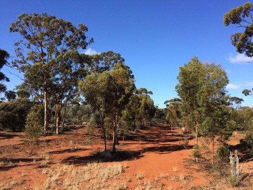 Red dirt track and bush near the highway