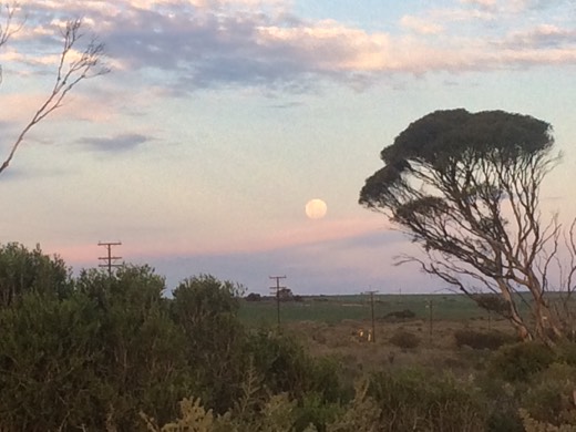 Full moon beside a wind-shaped tree near Ceduna
