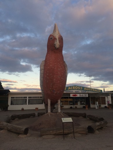 The Big Galah at Kimba in the evening light