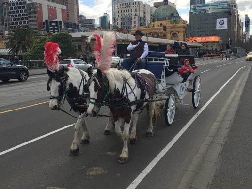 Horse-drawn carriage moving through Melbourne traffic